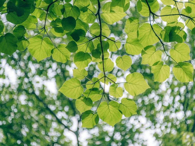 Neurodon avec animation au jardin de la Guesnonnière