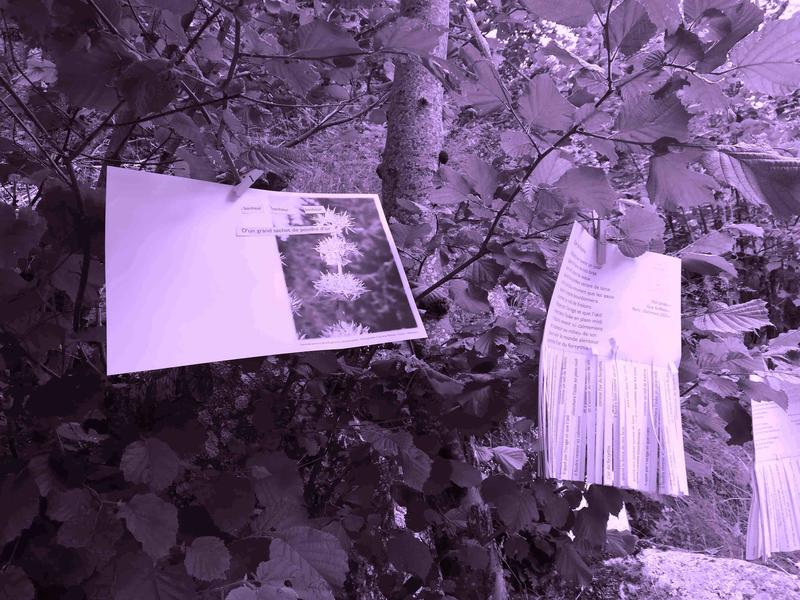 La vie en rose • Jeux poétiques &amp; Écriture créative