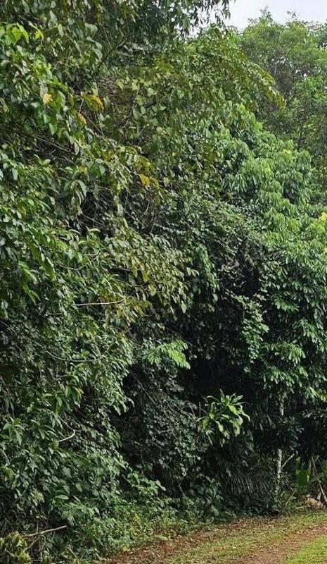 Terrain - 13 872 m²