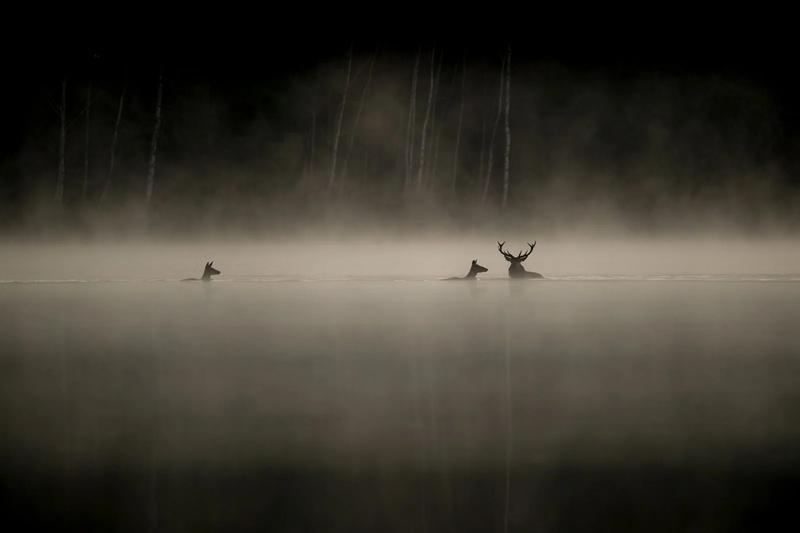 Cinéma - le chant des forêts