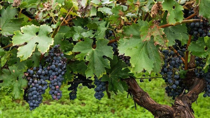 Terrain agricole - 69 m²