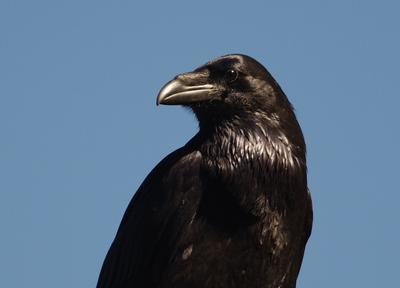 Conférence les Corvidés : une famille d'oiseaux ordinaires mais tellement extraordinaire