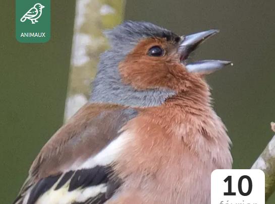 Les Oiseaux de nos Campagnes