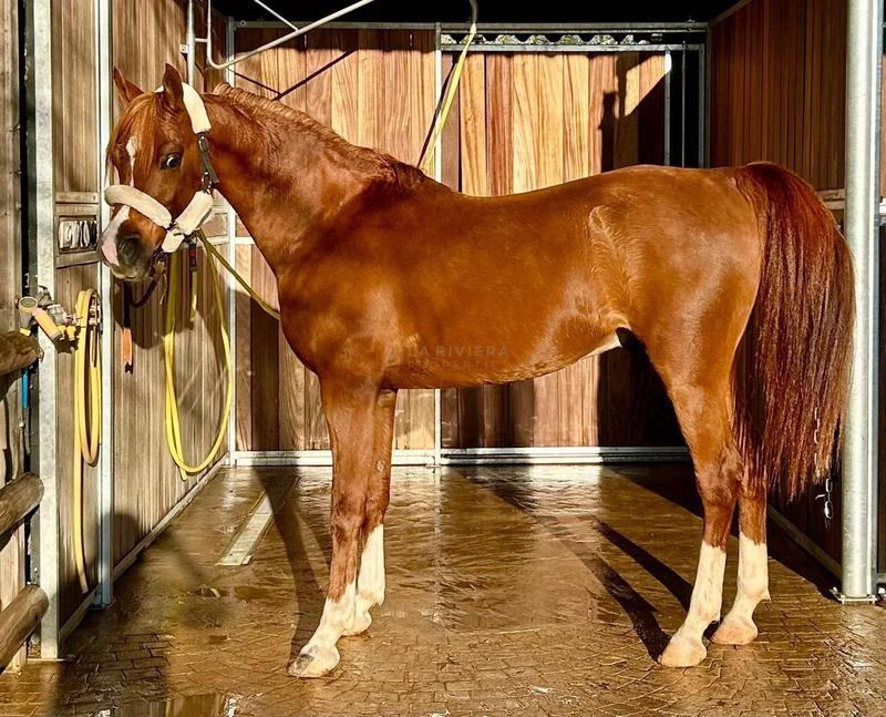 Mas - 153 m² - 6 pièces