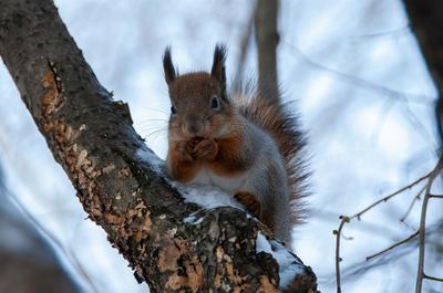 Les signatures animales