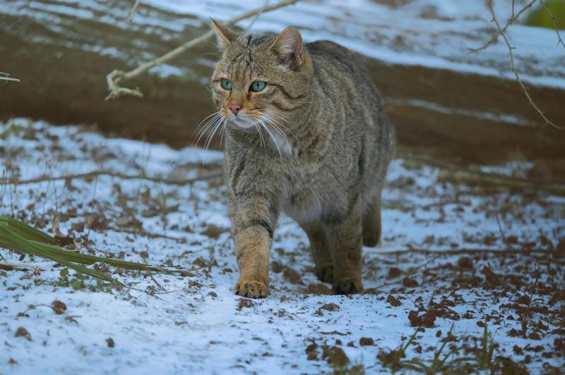 Récré nature - Matou des forêts