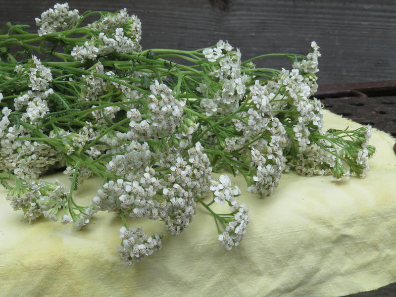 Stage de teintures végétales solaires