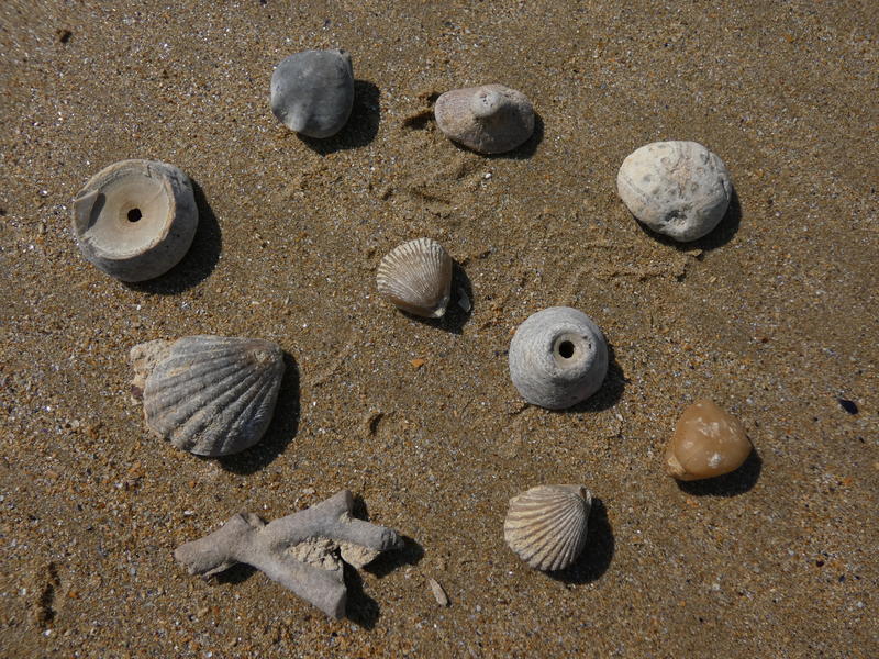 Fossiles, coquillages et l'évolution des espèces