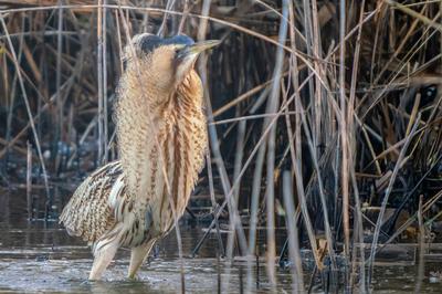 Les oiseaux hivernants de Brenne à Foucault