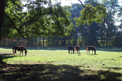 Maison - 340 m² - 10 pièces