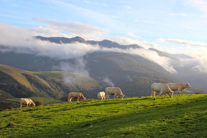 Sortie nature Cpie Pays Basque : "L'écopastoralisme"