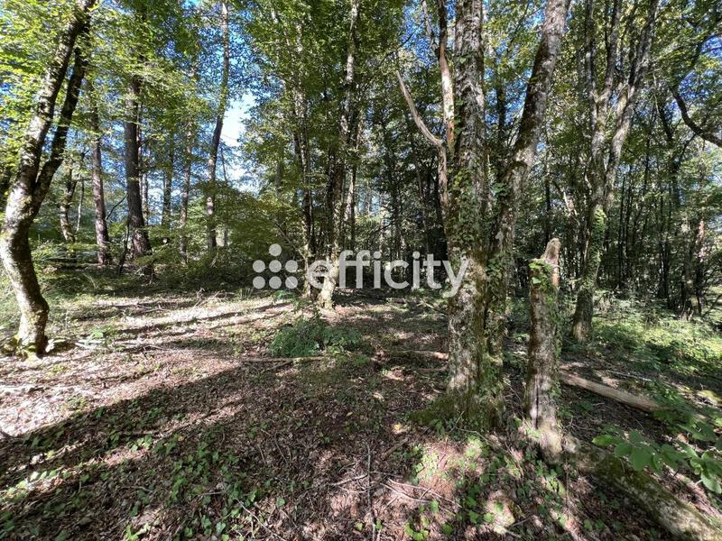 Terrain - 14 696 m²