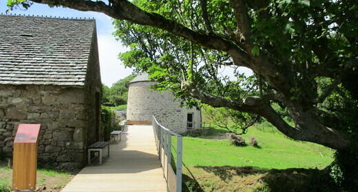 Atelier nature (6-12 ans) : l'arbre dans tous ses états