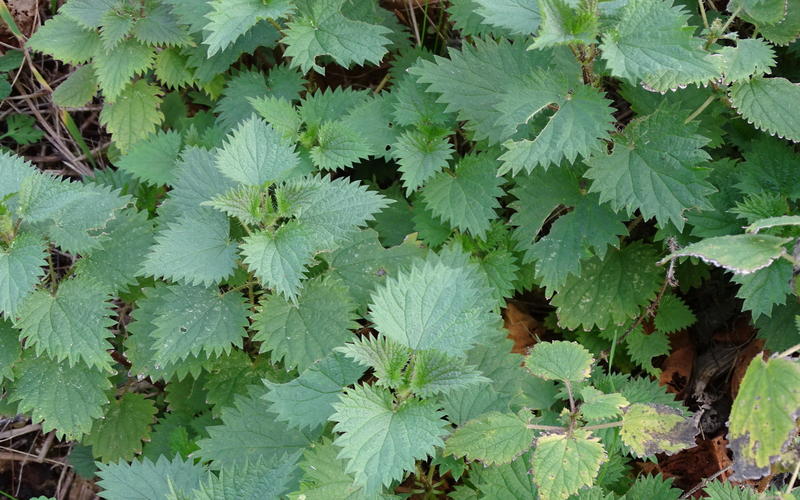 Sortie nature Cpie Pays Basque : "La science infuse"