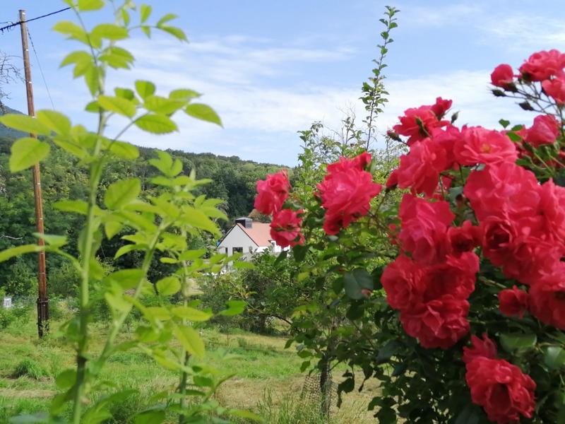 Visite guidée : le Fil Rouge de Wattwiller