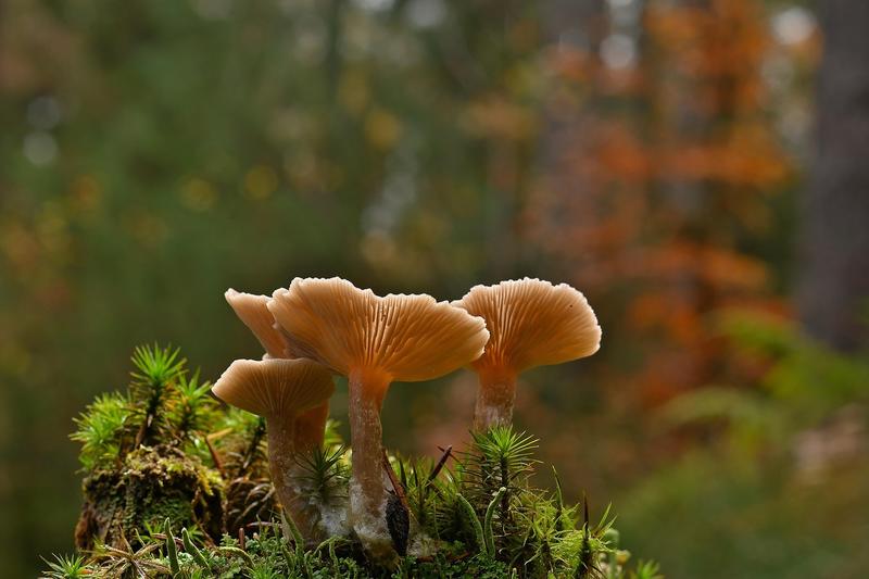Sortie nature - Découverte des champignons en forêt d'Arques