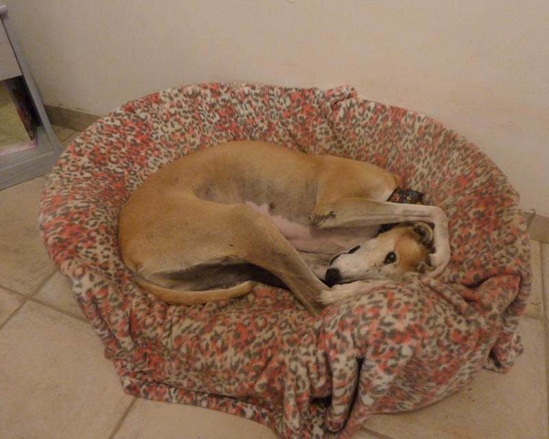 Pension Espace Animaux 36