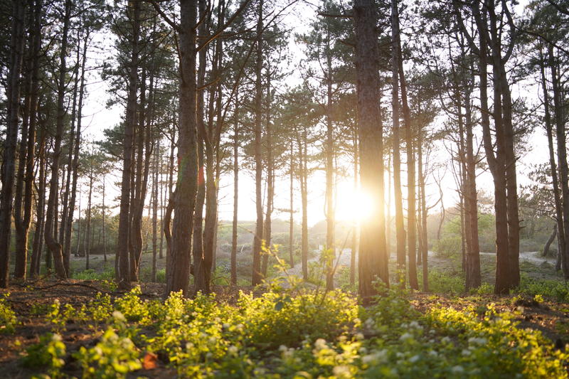 Visite guidée - Balade en forêt du Touquet-Paris-Plage