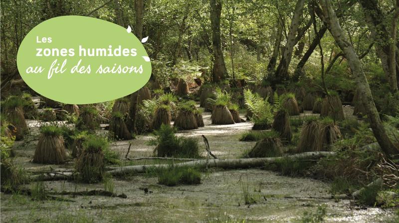 Découverte d'une forêt humide