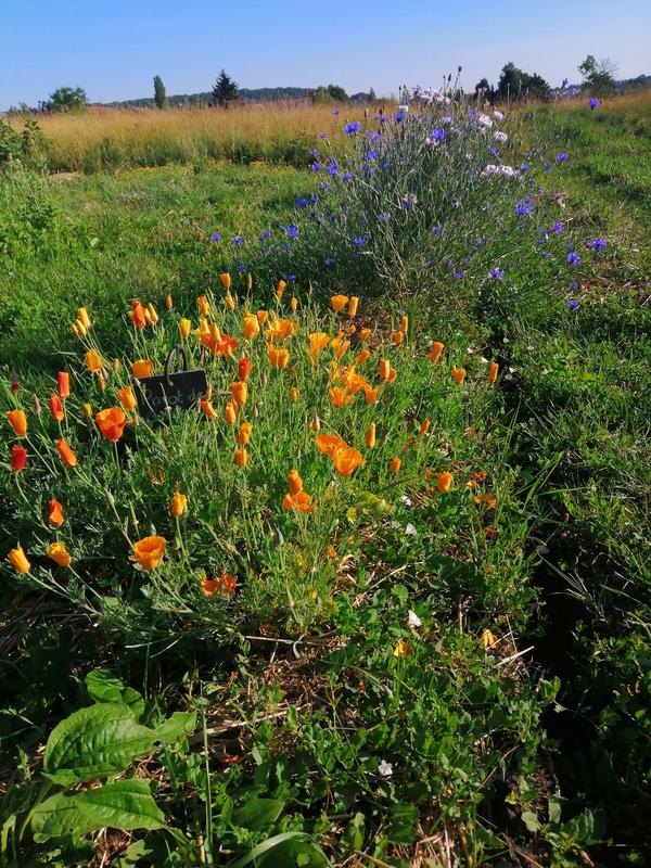 Balade à la découverte des plantes sauvages