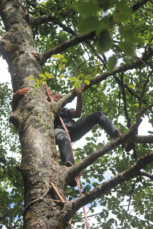 Grimpe d'arbres