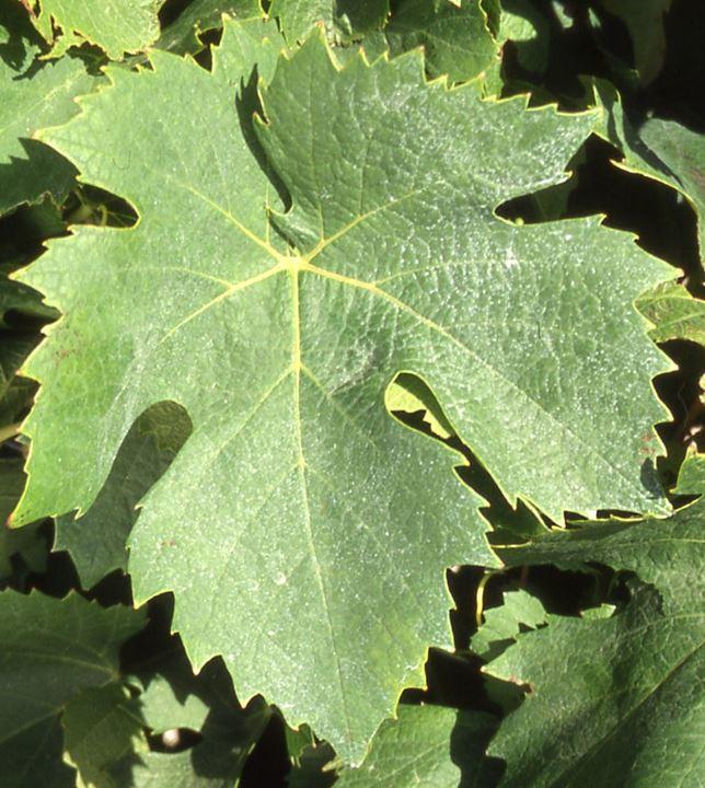 Terrain - 12 330 m²