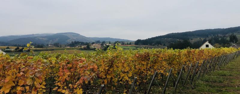 Eric Duneufjardin Massages - Relaxation Coréenne