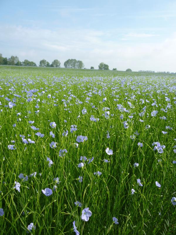 Randonnée apéro au coeur des champs de lin