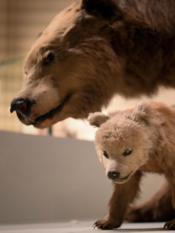 Visite flash contée "Le premier printemps de Bertille"