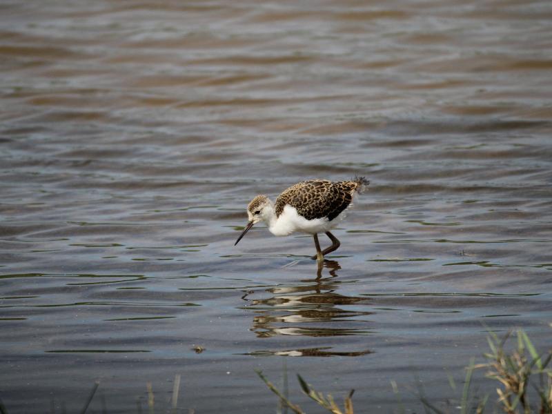 Visite guidée de Terres d'Oiseaux