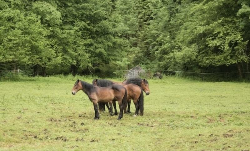 Propriété - 150 m² - 4 pièces