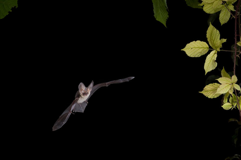 Bois départemental de Maroeuil - Conte-moi les chauves-souris