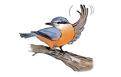 Sortie nature : &quot;Décos de Noël&quot;