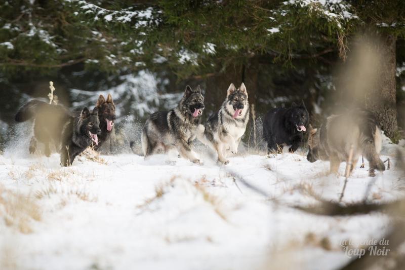 Cani-Rando à la découverte de la meute