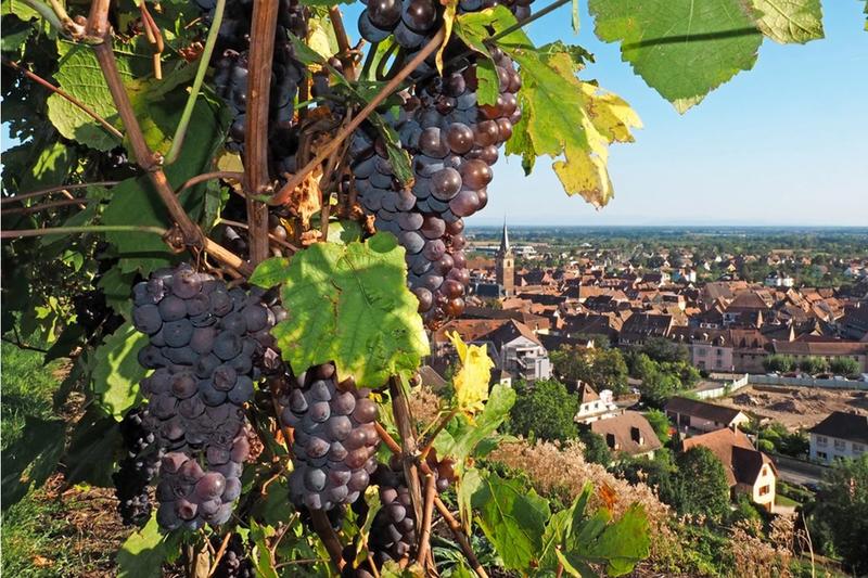 Promenade gastronomique du Schenkenberg