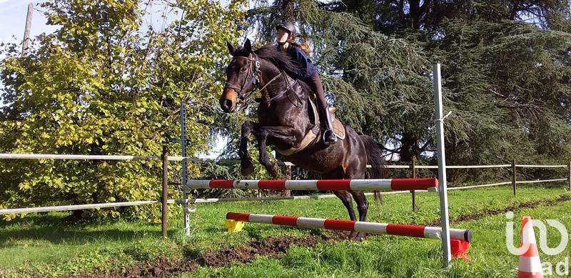 Maison - 270 m² - 10 pièces