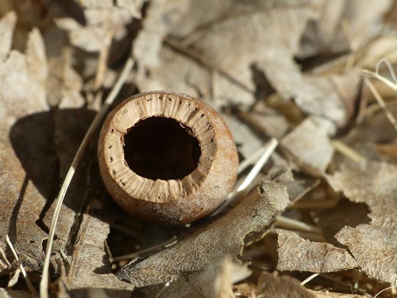 Qui a rongé la noisette !