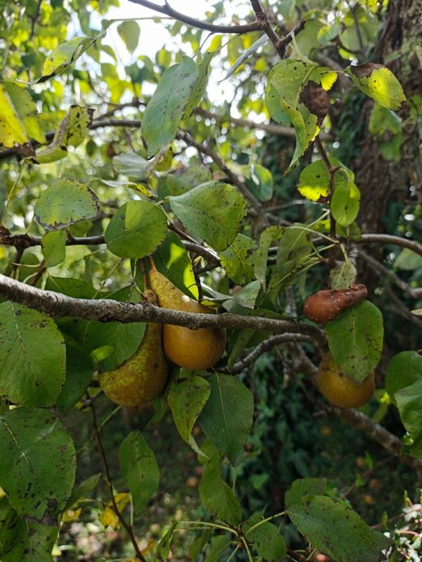 Maison - 131 m² - 7 pièces