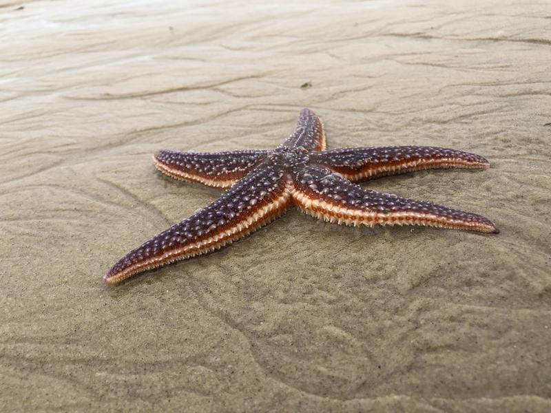 Biodiversité du Bassin d'Arcachon : une richesse à découvrir