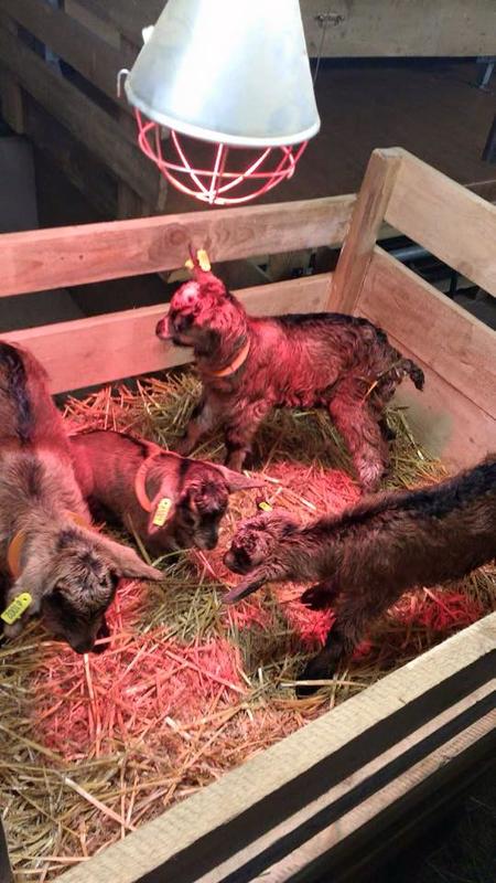 Visite et traite des chèvres à la ferme du Londenbach