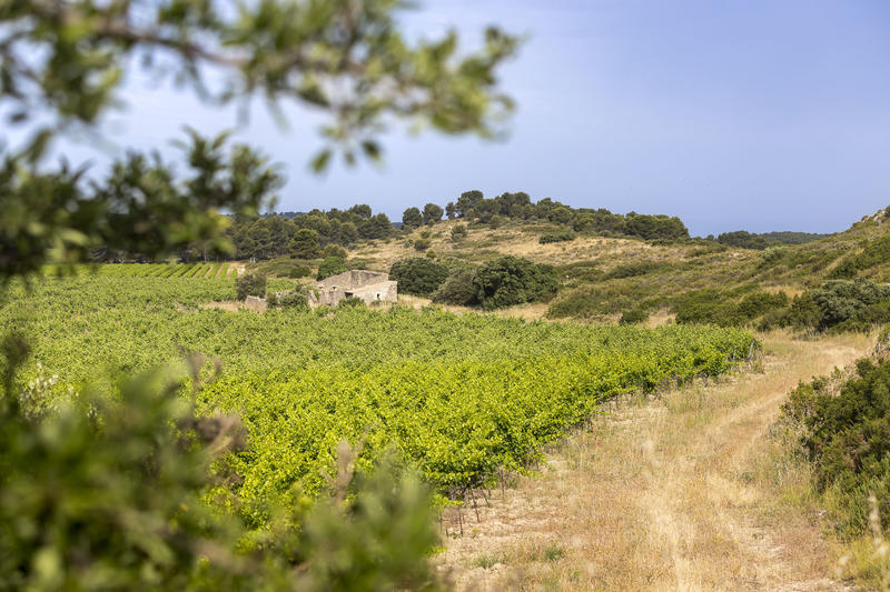 Parcours Pédestre au Domaine la Cadenière