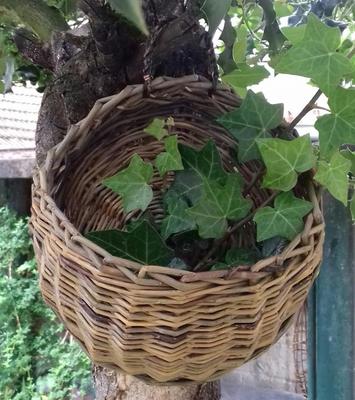 Stage de vannerie "Hiver et Printemps"