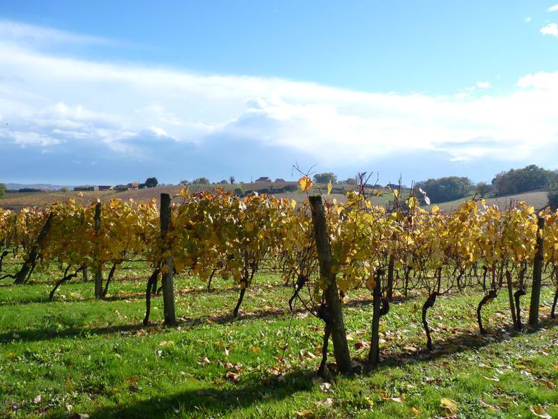 Portes Ouvertes en Madiran et Pacherenc du Vic-Bilh
