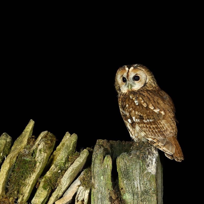 Un cri dans la nuit ! Chouettes et Hiboux : qui sont-ils vraiment ?