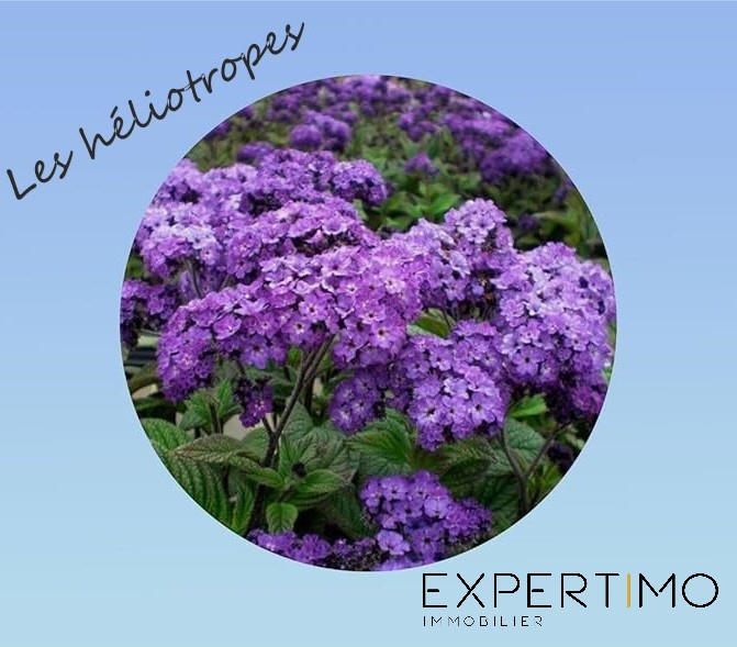 Appartement - 55 m² - 2 pièces