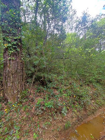 Terrain - 10 060 m²