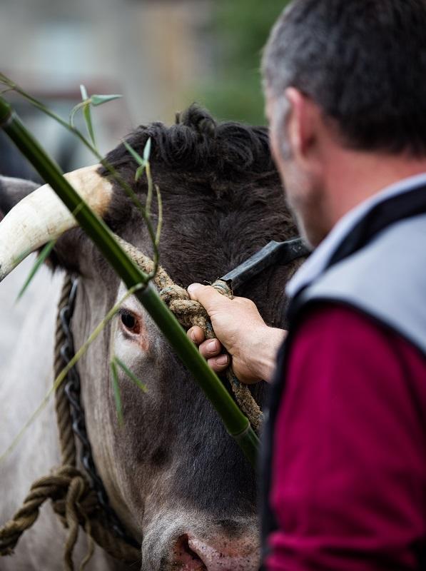 Fête des Boeufs Gras de Bazas