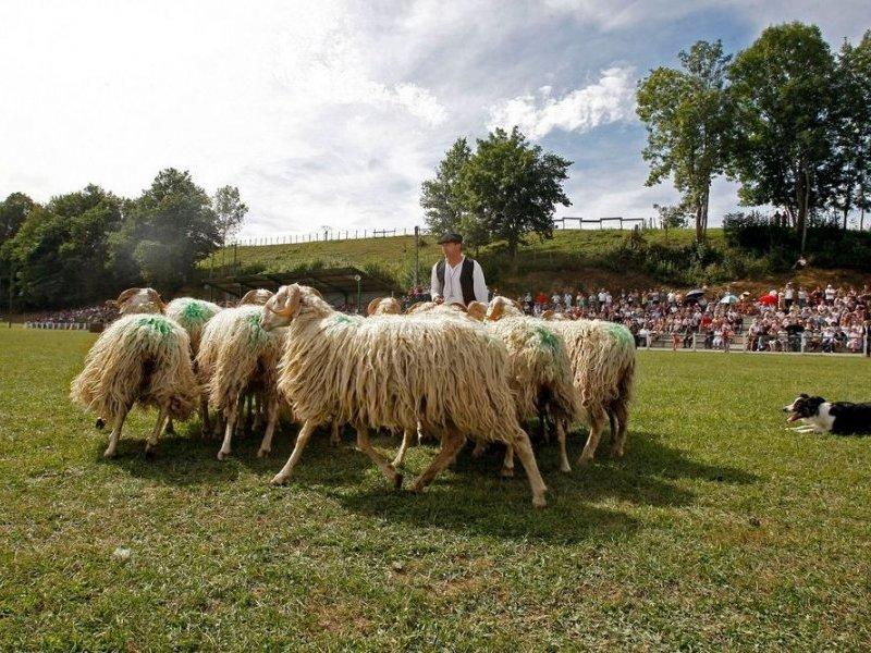 Concours de chiens de berger