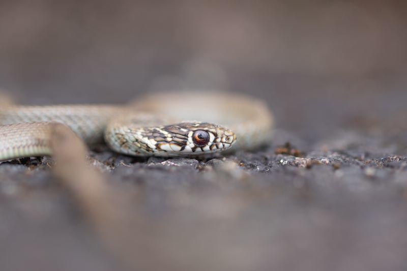 à la découverte des reptiles de la Vallée du Pressoir