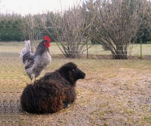 La Petite Ferme des 3.6.9